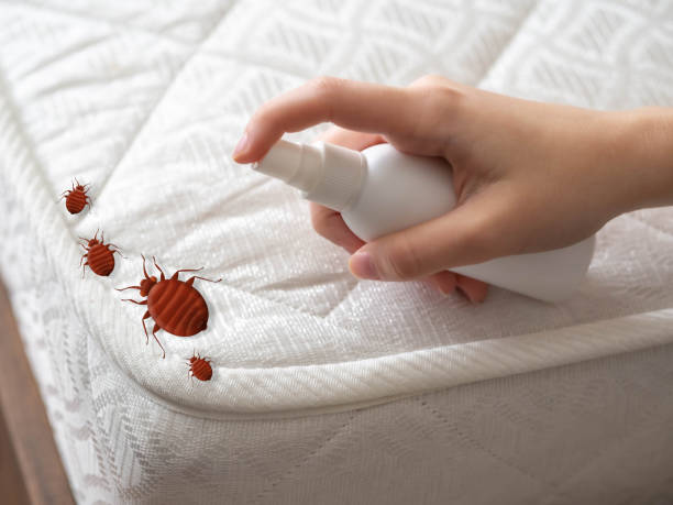 Best Spider Control Near Me  in Middle Island, NY