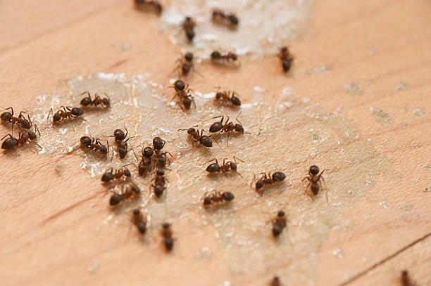 Professional Pest Control in Middle Island, NY